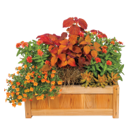 Nine Reasons to Try Container Gardening